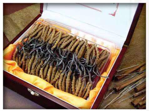 闽清冬虫夏草回收